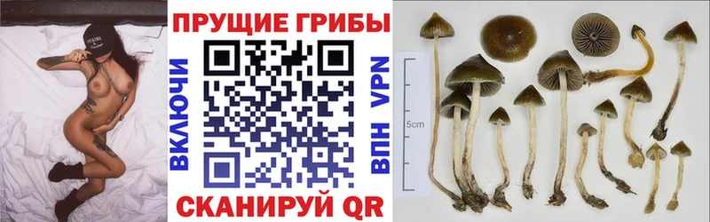 наркота Комсомольск блэк спрут зеркало Галлюциногенные грибы прущие грибы